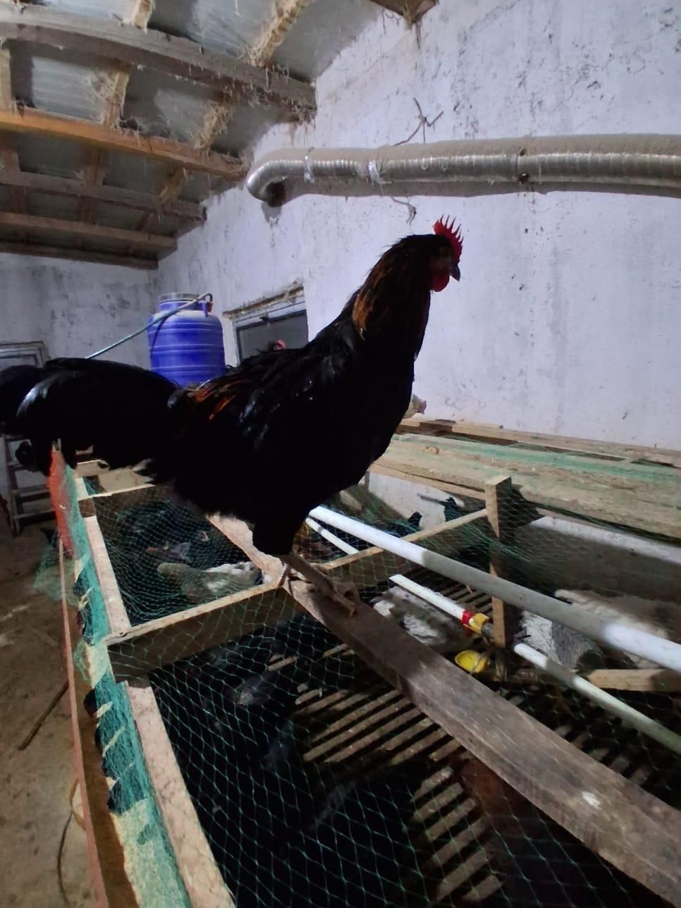 Vând cocoși de rasă!