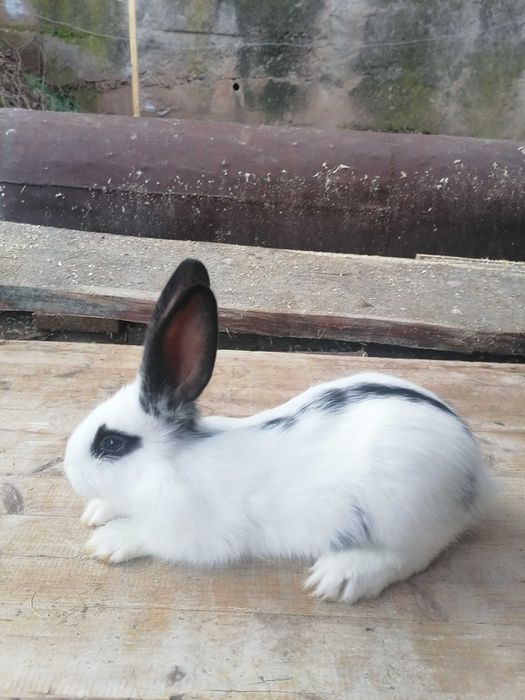 Продавам зайци!20-25лв.