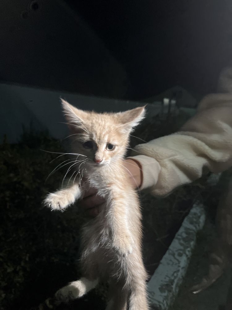 Котята котята котята котята котята котяьа котята……………………………………………………..