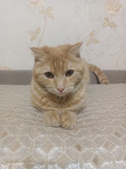 Кошка в добрые руки по кличке Немо