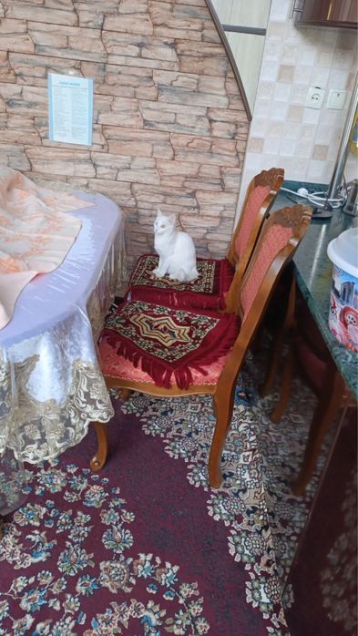 Отдам даром! Котёнок девочка
