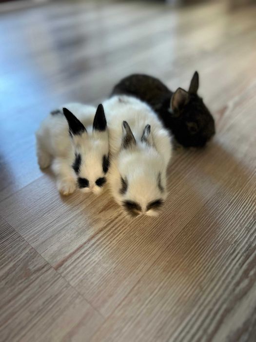 Iepurași cap de leu