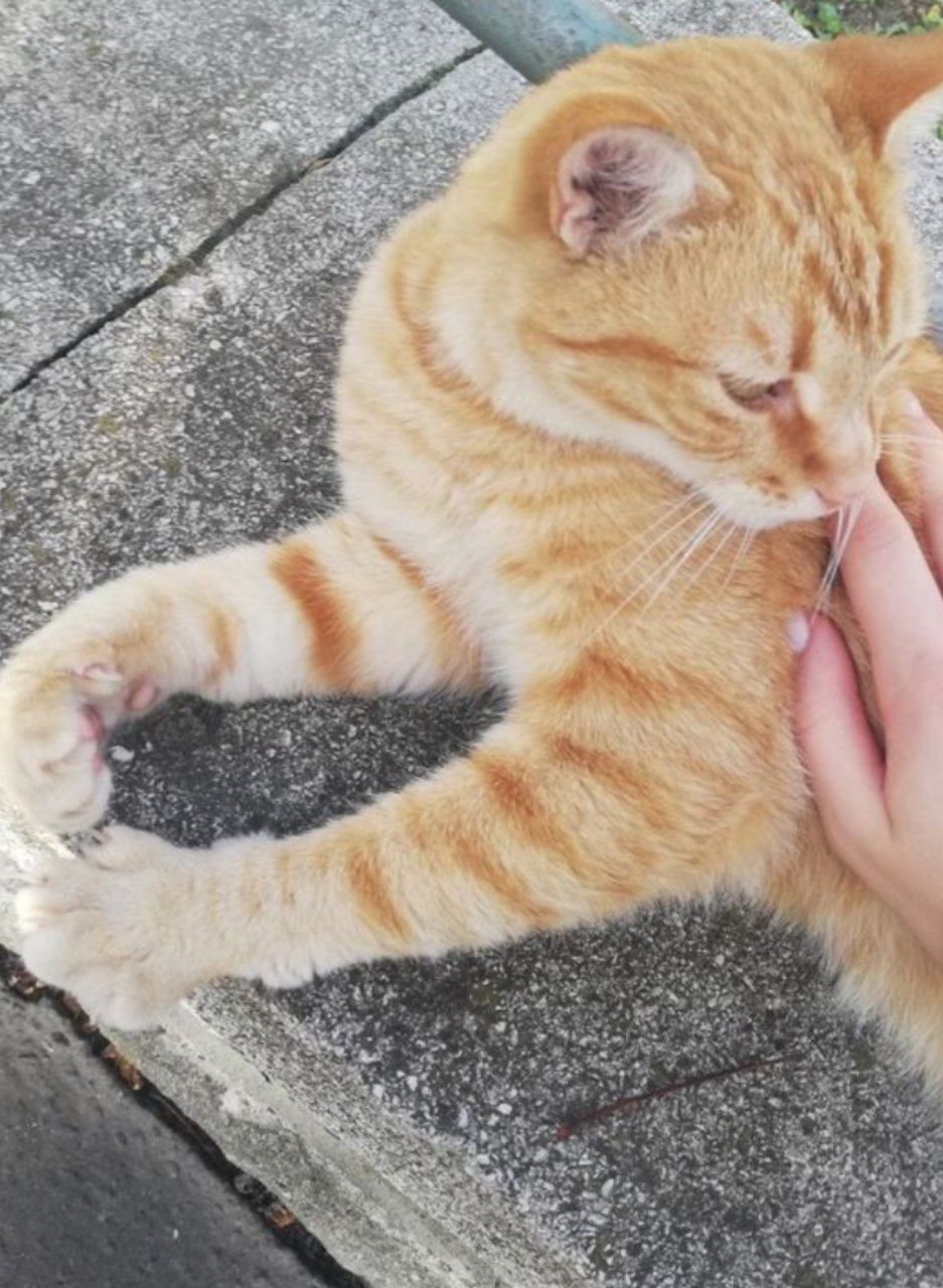 ОТДАМ ДАРОМ своего кота