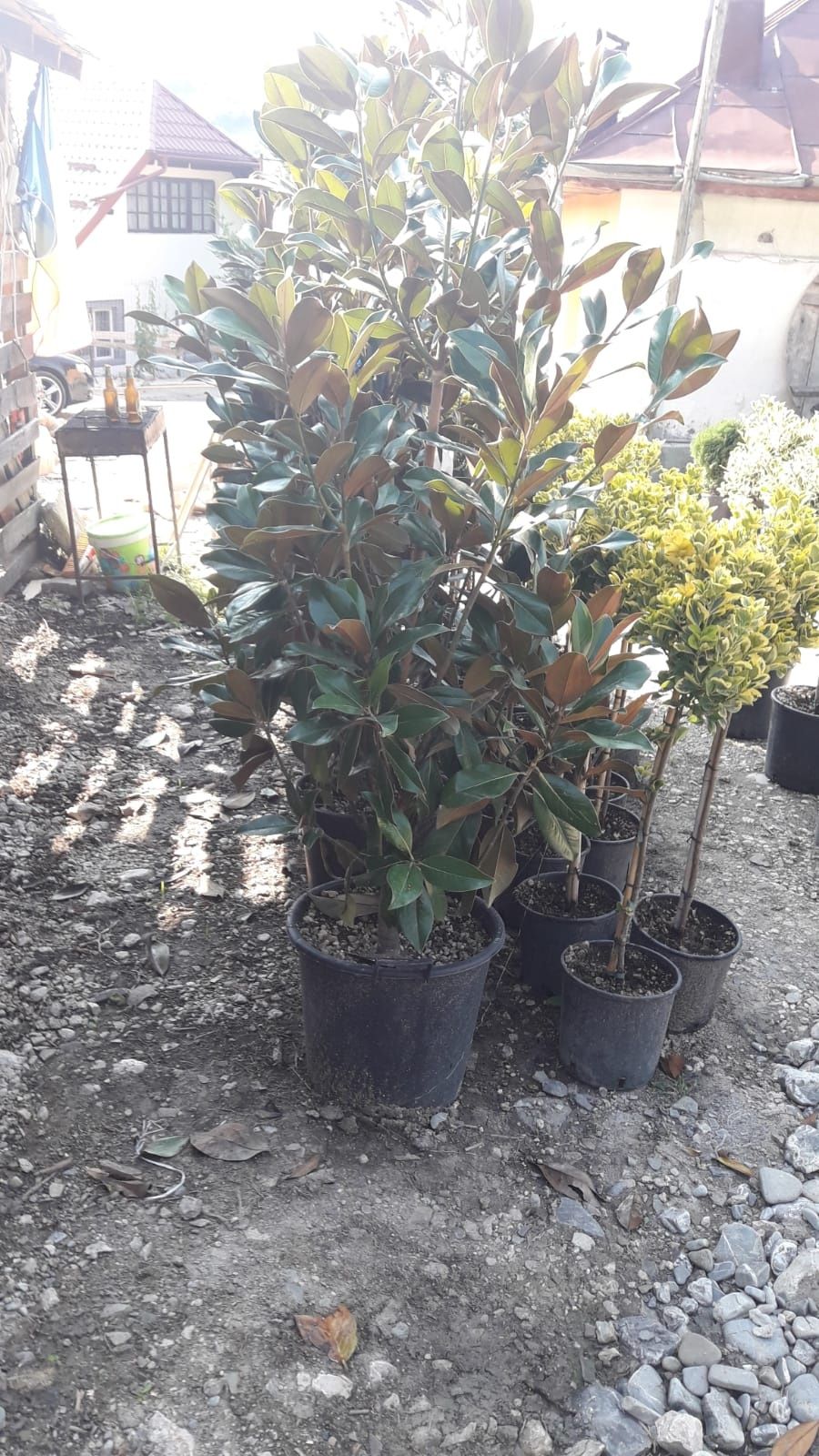 Vând plante ornamentale tuia,magnolia,brad argintiu,etc