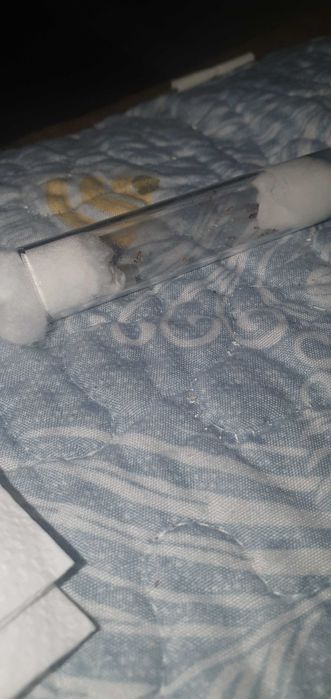 Муравьи фараоны ...