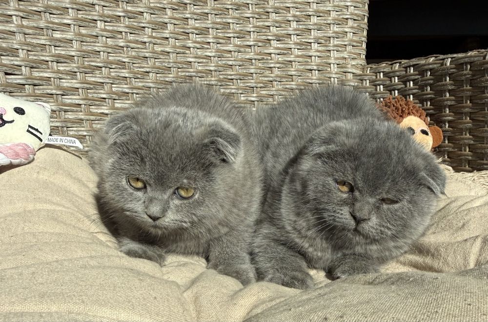 Британски  късокосмести клепоухи