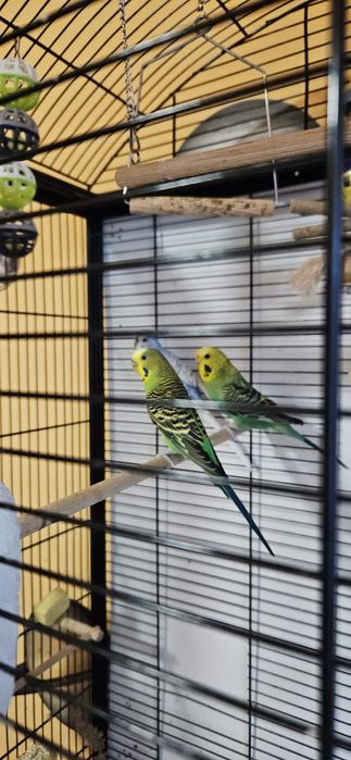 Vand colivie cu accesorii