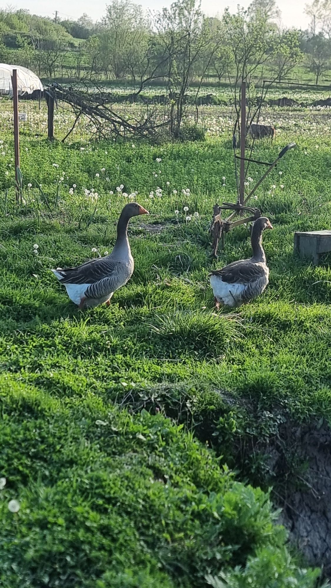 Vând sau schimb Gâște