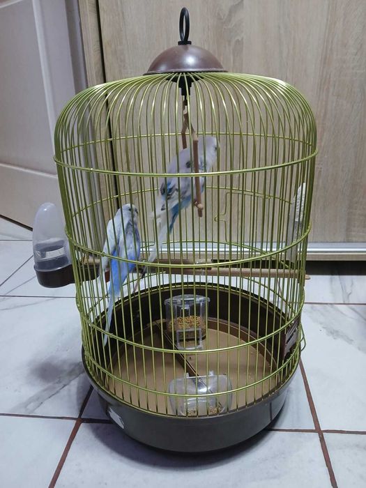 Papagali Peruși+ Colivie