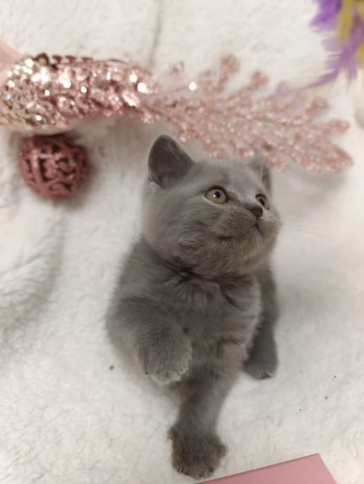 Pui fetiță British Shorthair ORADEA