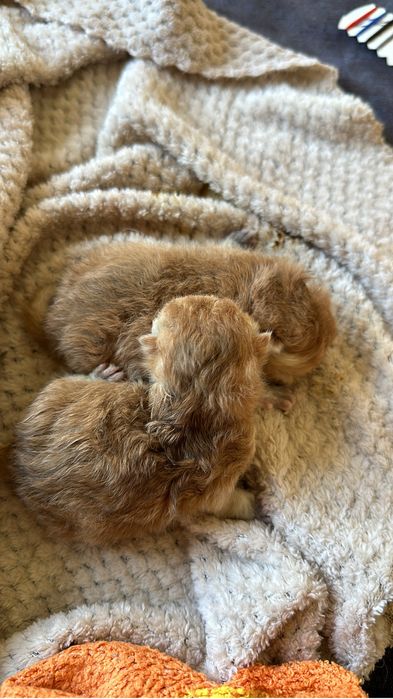 Котенок Британская Золотая Шиншилла