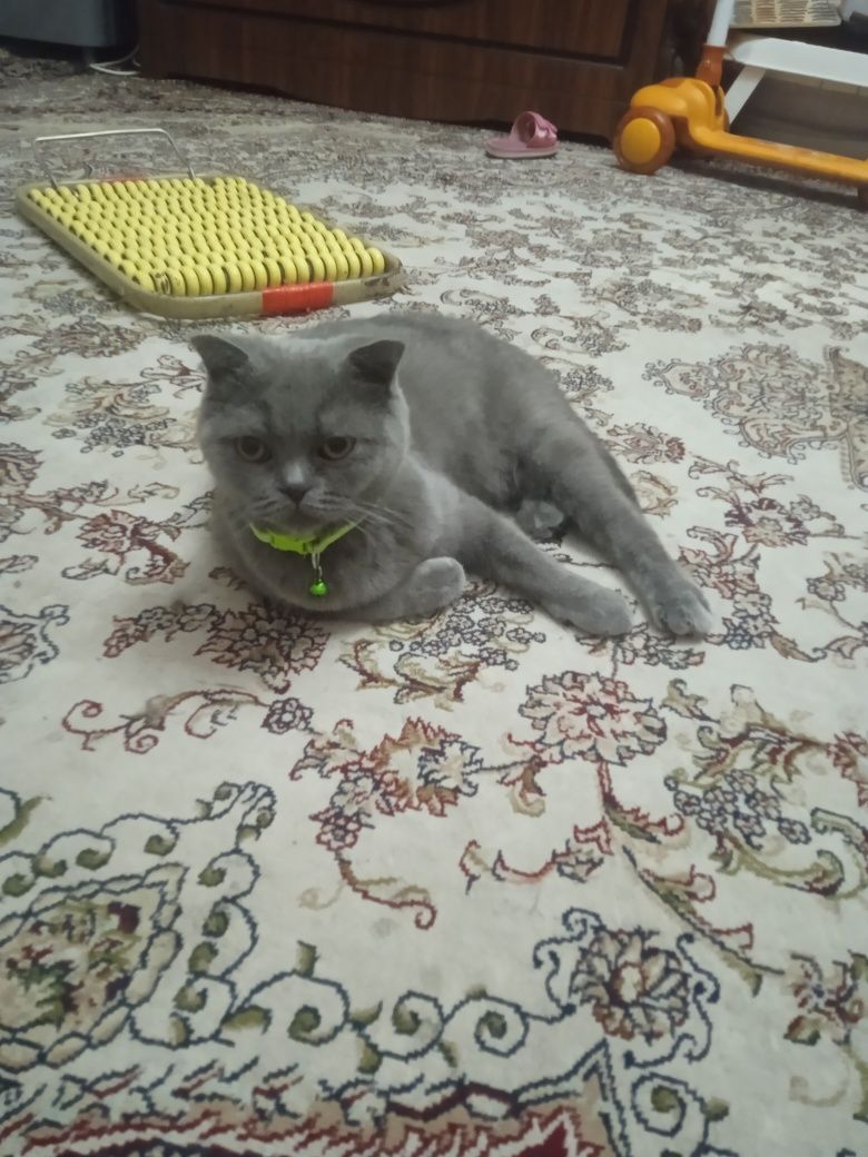 Koshki Scottish fold