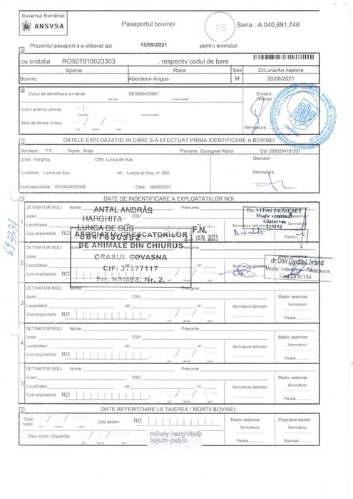 Taur angus cu pedigree