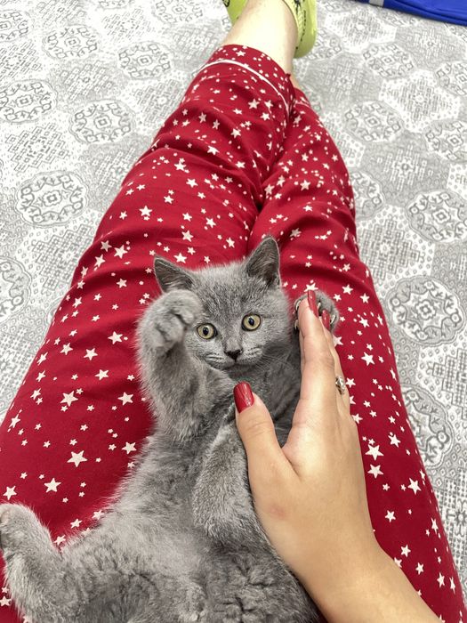 Британская котёнок