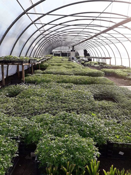 Generator aer cald soba combustibil solid centrala solar sera