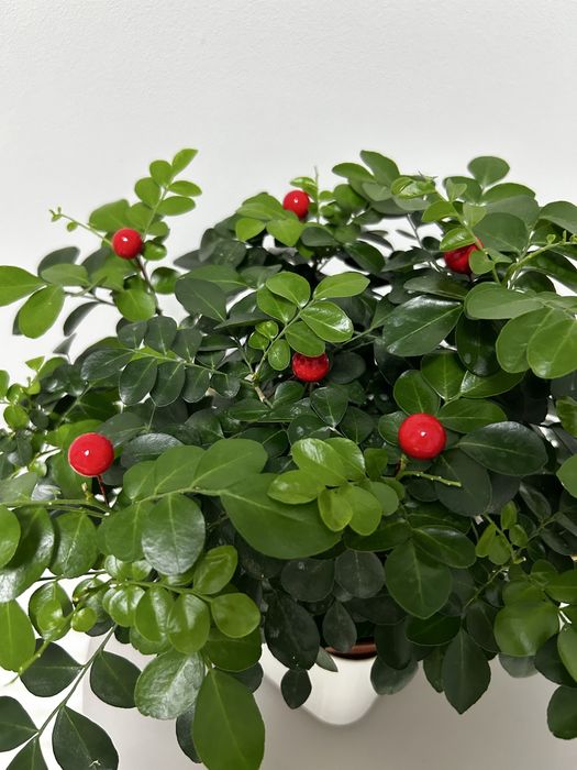 Мурайя комнатное растение продам