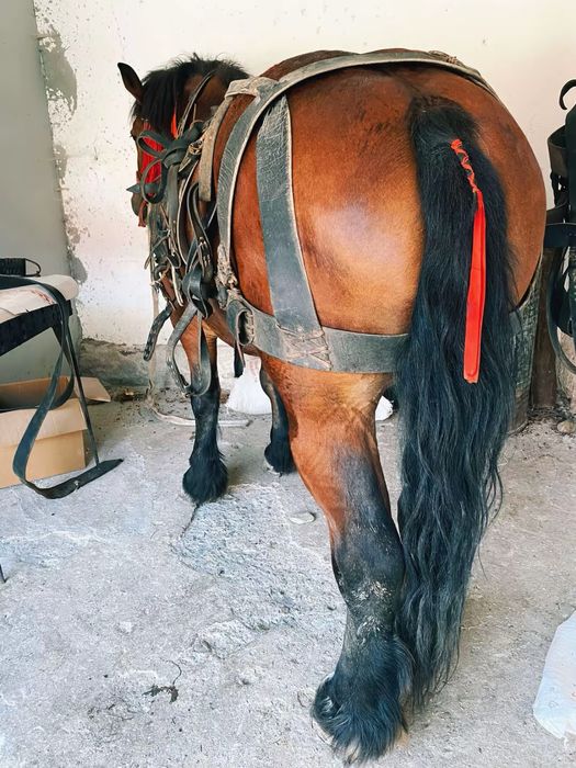 Manza ardeneza 3 ani garantata de ham posibil gestanta ! Vand schimb