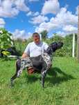 Brac german cu pedigree