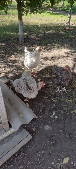 Vind gaini rasa mixta  9luni + cocoși brahman