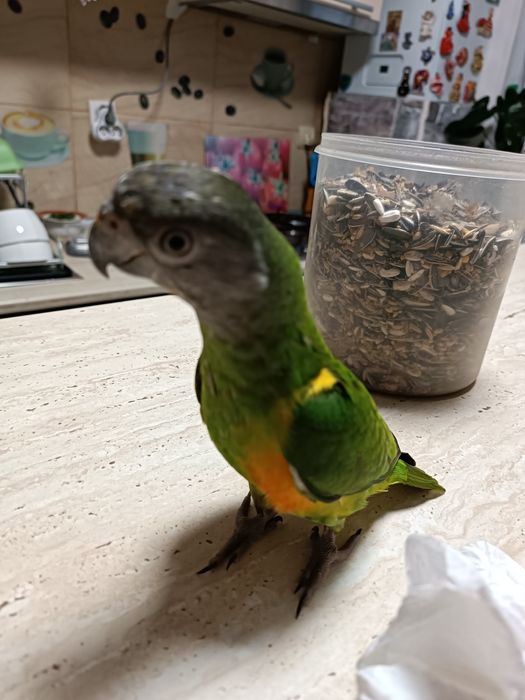 Vând papagal Senegal blând oferta