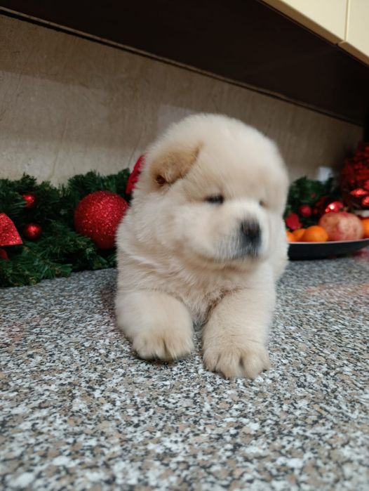 Chow chow caută casă nouă!