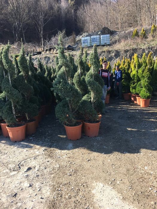 Tuia Smaragd/ Chiparos Leylandi