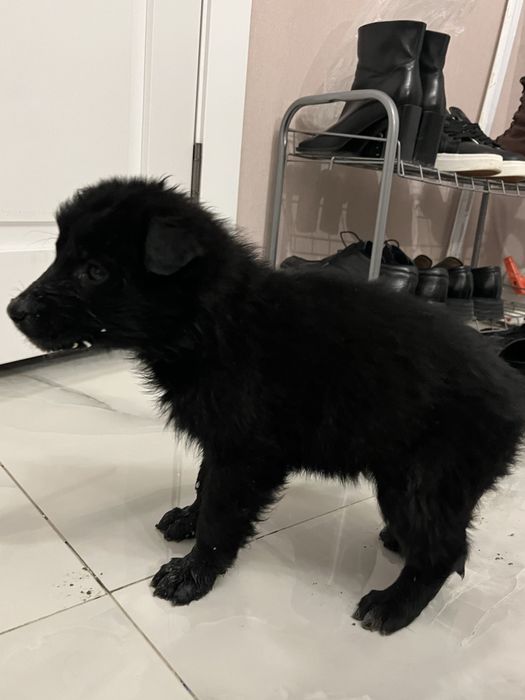 Щенок черная овчарка!