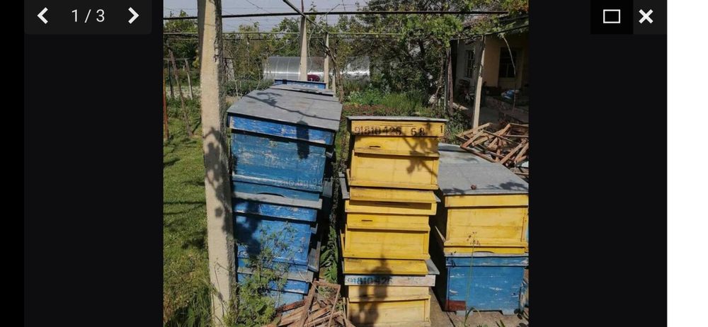 Кошери Дадан Блат 12 и 10 рамкови