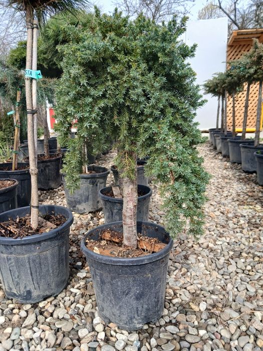 Pachet Tisa, cedru ,yucca 1300 ron  livram plantam fără taxa transport