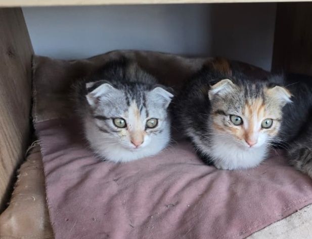 Срочно отдам даром котят