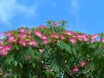 Arborele De Matase (Albizia julibrissin)
