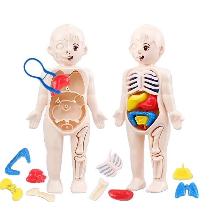 Jucarie educativa cu corpul uman, organe detasabile, NOUA