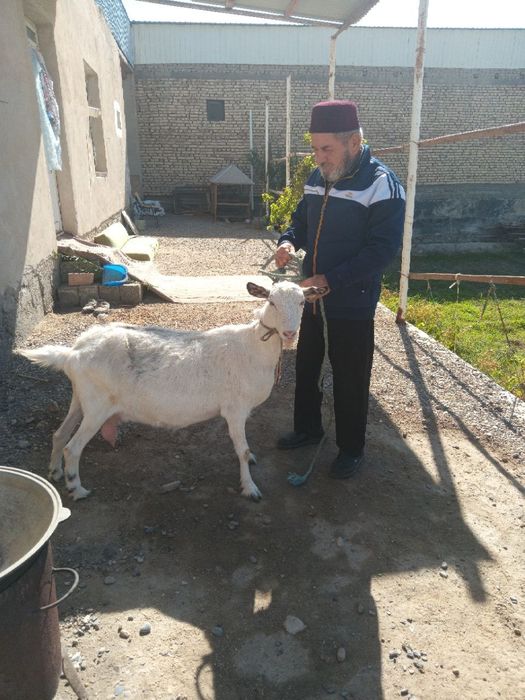 Зотддор она ечки хомладор 3 литр сут беради