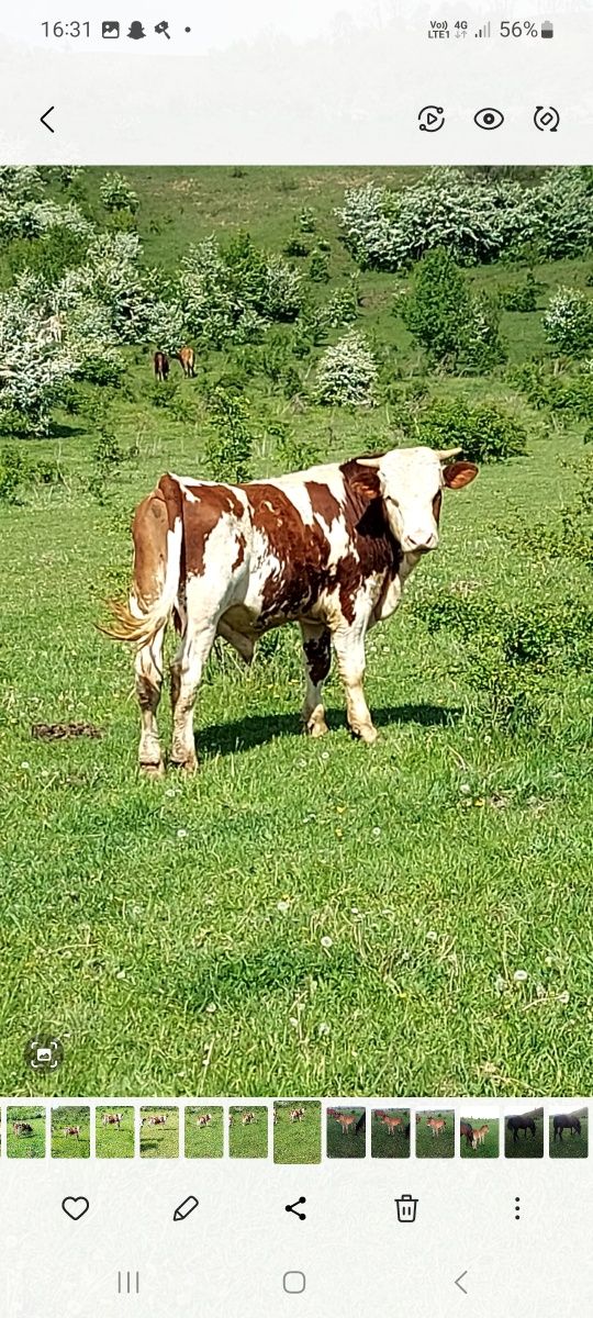 " Vând taur dr 1an jumate băltat românesc mai multe detalii la nr de t
