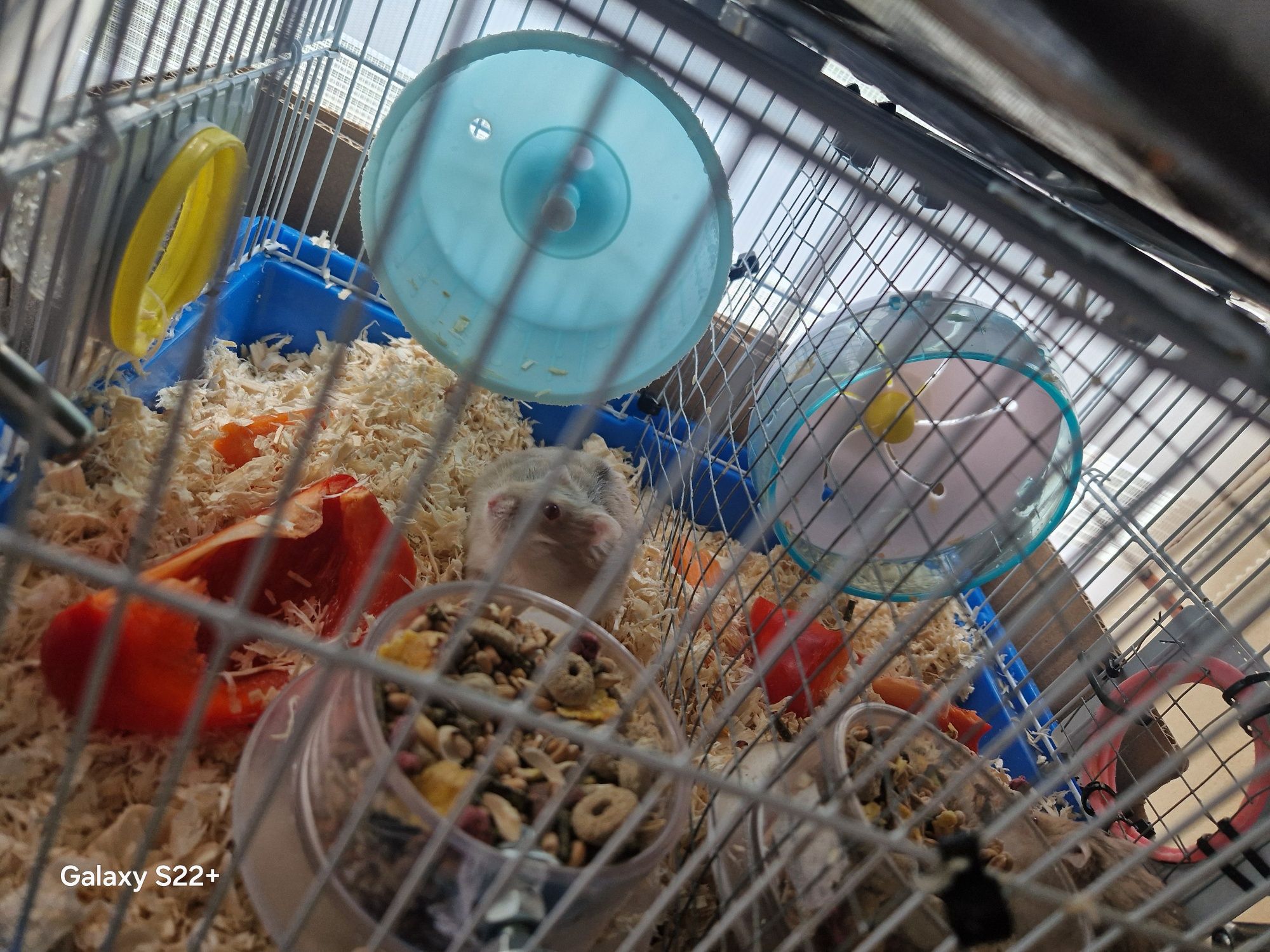 Donez hamsteri fara colivie,sau cu colivie 50 lei