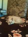 Котята с голубыми глазами