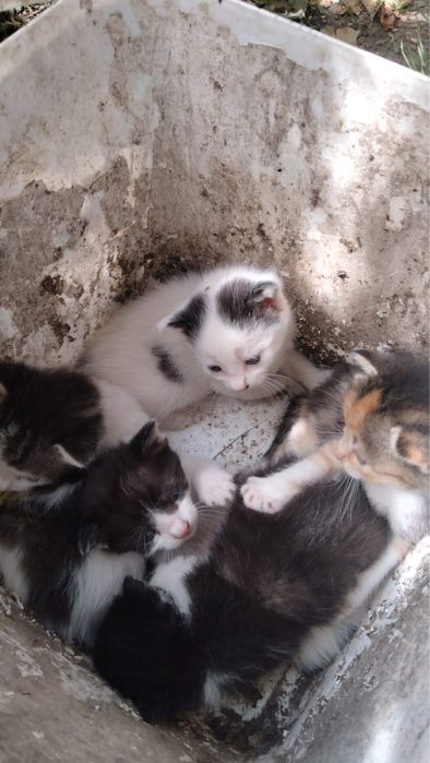 Adoptii pisici Bolintin Deal