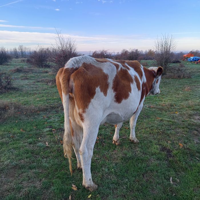 Vacă bălțată de vanzare