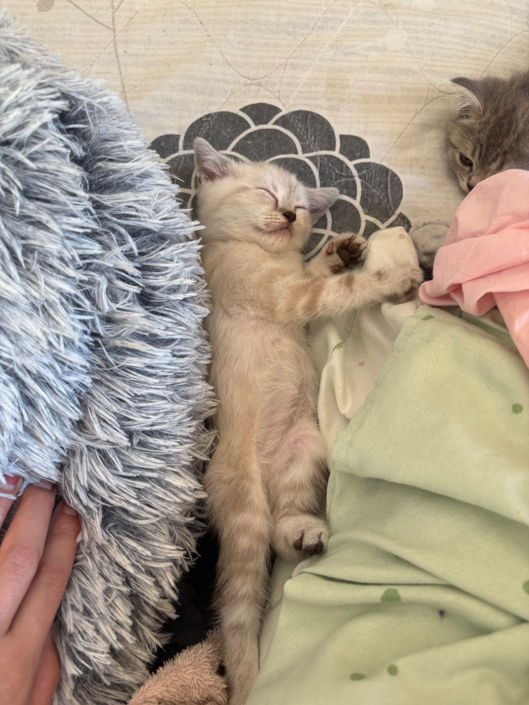 Котета британски  табита и колърпойнт