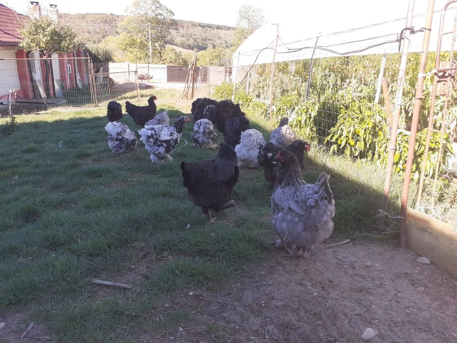 Brahma negru și albastru de vânzare