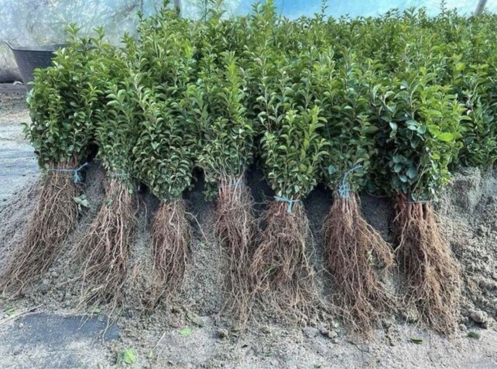Gard viu lemn cainesc(ligustrum vulgaris ovalifolium)puieti , butasi