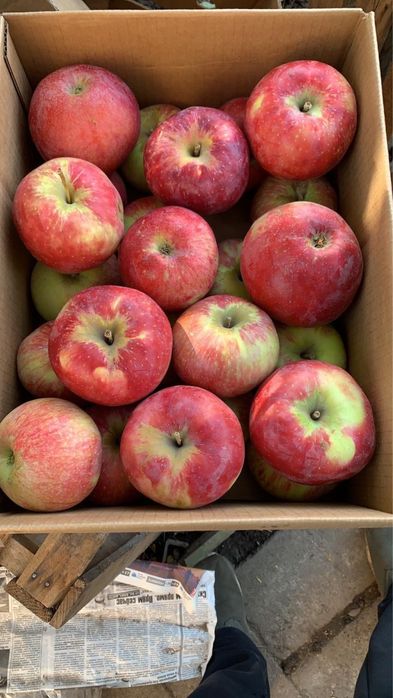 Апорт с доставкой