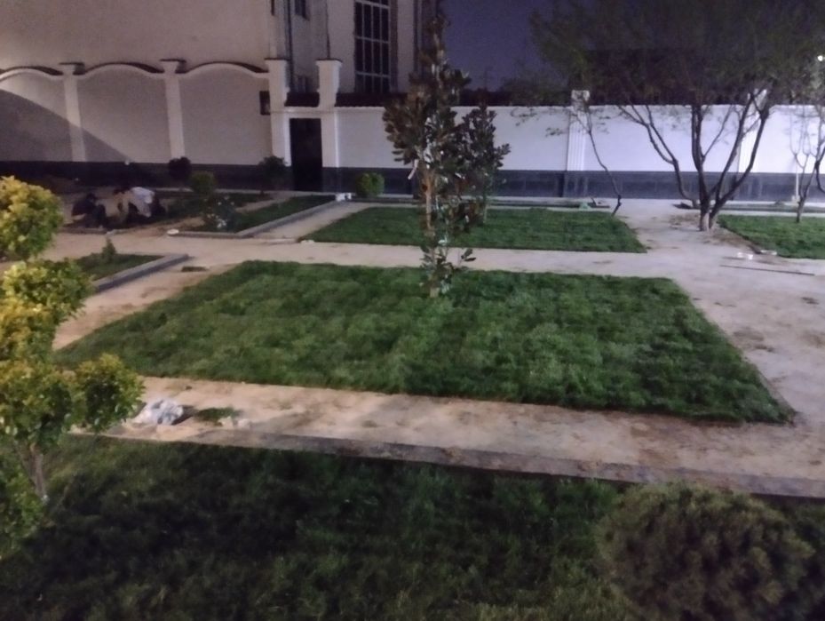 Gazon ekish va tayyor gazon yotqizish archa kisish