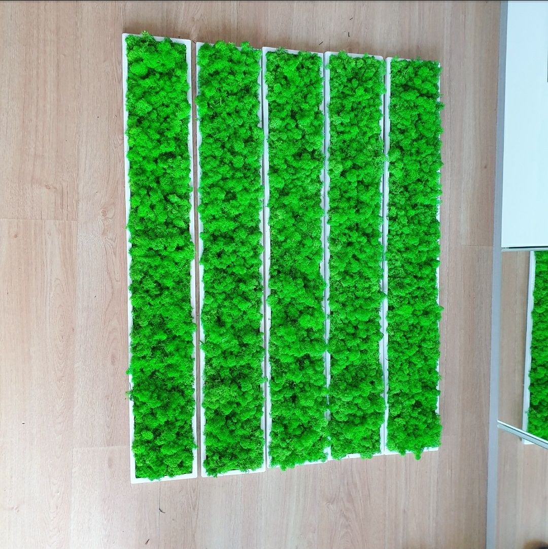 Tablou licheni verde deschis 100x15