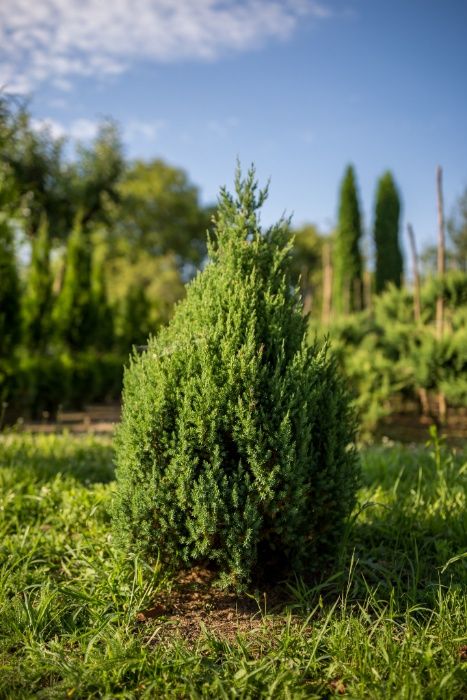 Vindem Tuia si Arbori Ornamentali din Pepiniera