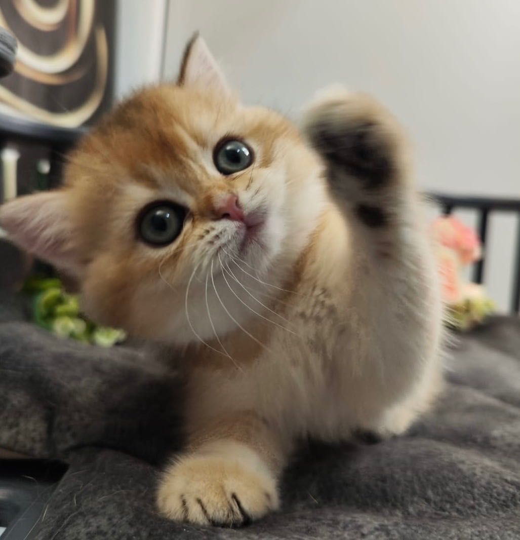 Scottish Straight Golden Chinchilla Kitten – ADEL – 100% Purebred