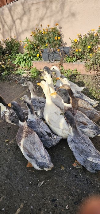 Vând rate de casă tinere