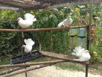 Porumbei albi pentru nunți
