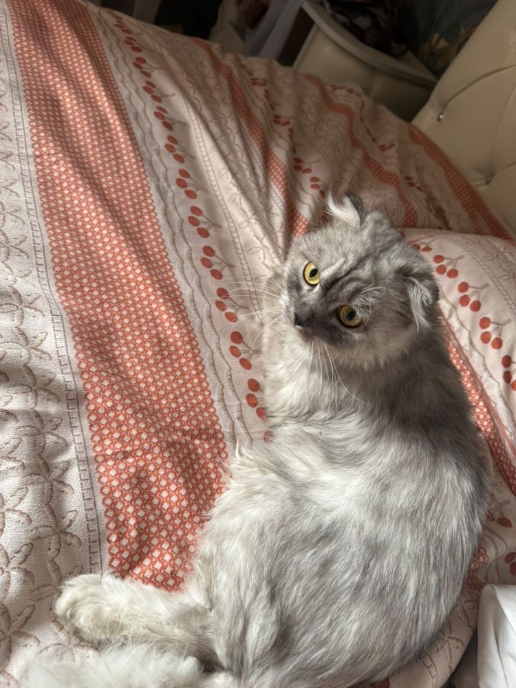 Кот шатлански.