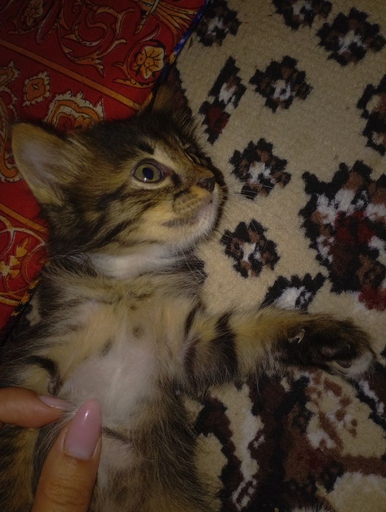 Отдам даром котят